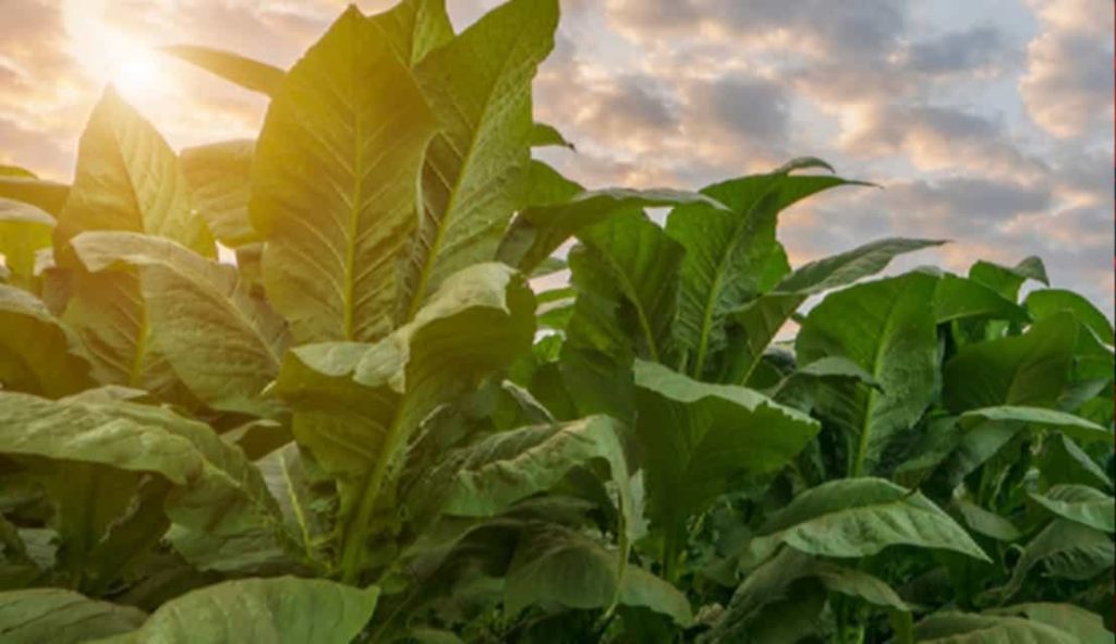 Ugandan farmer tending to tobacco plants